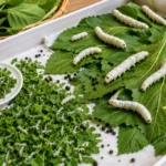 ¿Cómo alimentar a los gusanos de seda?