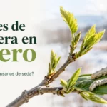 Brotes de hojas de morera en enero