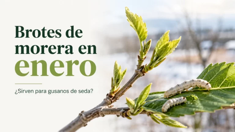 Brotes de hojas de morera en enero