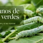 Gusanos de seda verdes