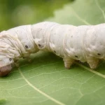 Raza Española Galera: características y cuidados