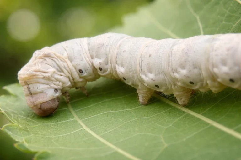 Raza Española Galera